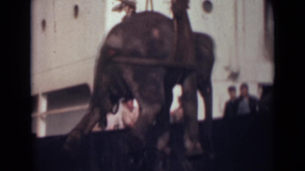 The elephant is seen from behind in a sling harness near the side of a white ship, with several people visible along the dock area.