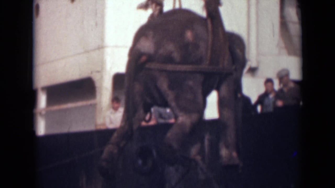 A soft 8mm frame shows the elephant in a sling harness near the ship, with dockside spectators clustered to the right and the vessel hull behind.