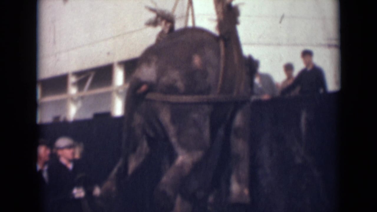 The elephant remains held in a sling harness beside the ship, with men visible at the dock and the bright white hull filling the background.