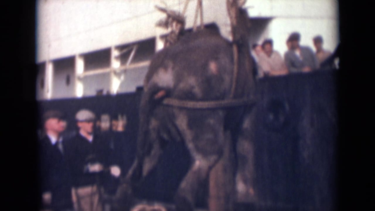 In 1946 India footage, a large animal appears suspended or guided by ropes near a cargo ship while men in period clothing observe.