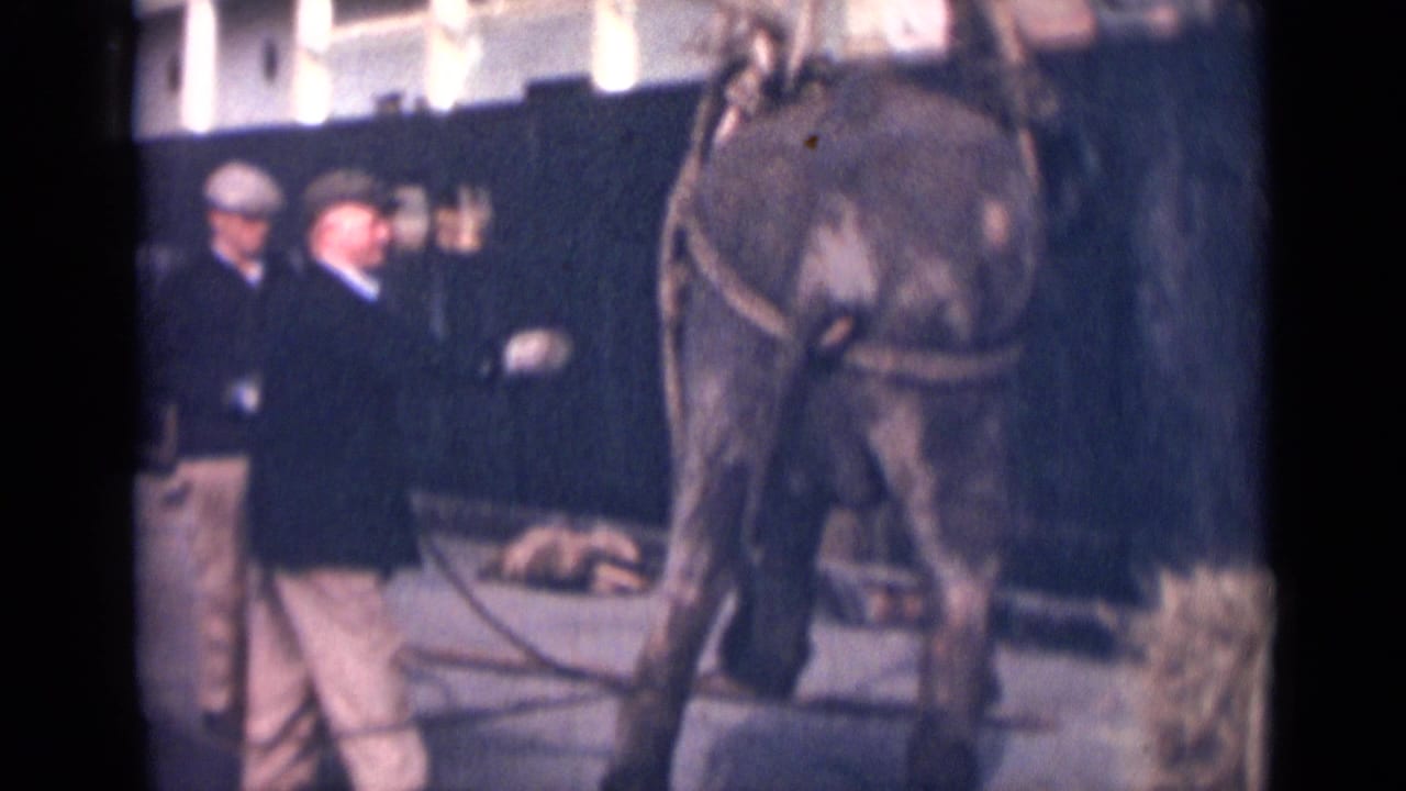 Large animal at the ship side with rope rigging and men standing nearby on the dock.