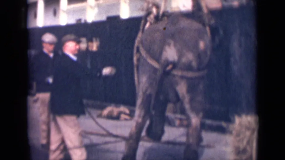 A large animal is held in ropes alongside a ship as men on the dock monitor the lowering or landing process.