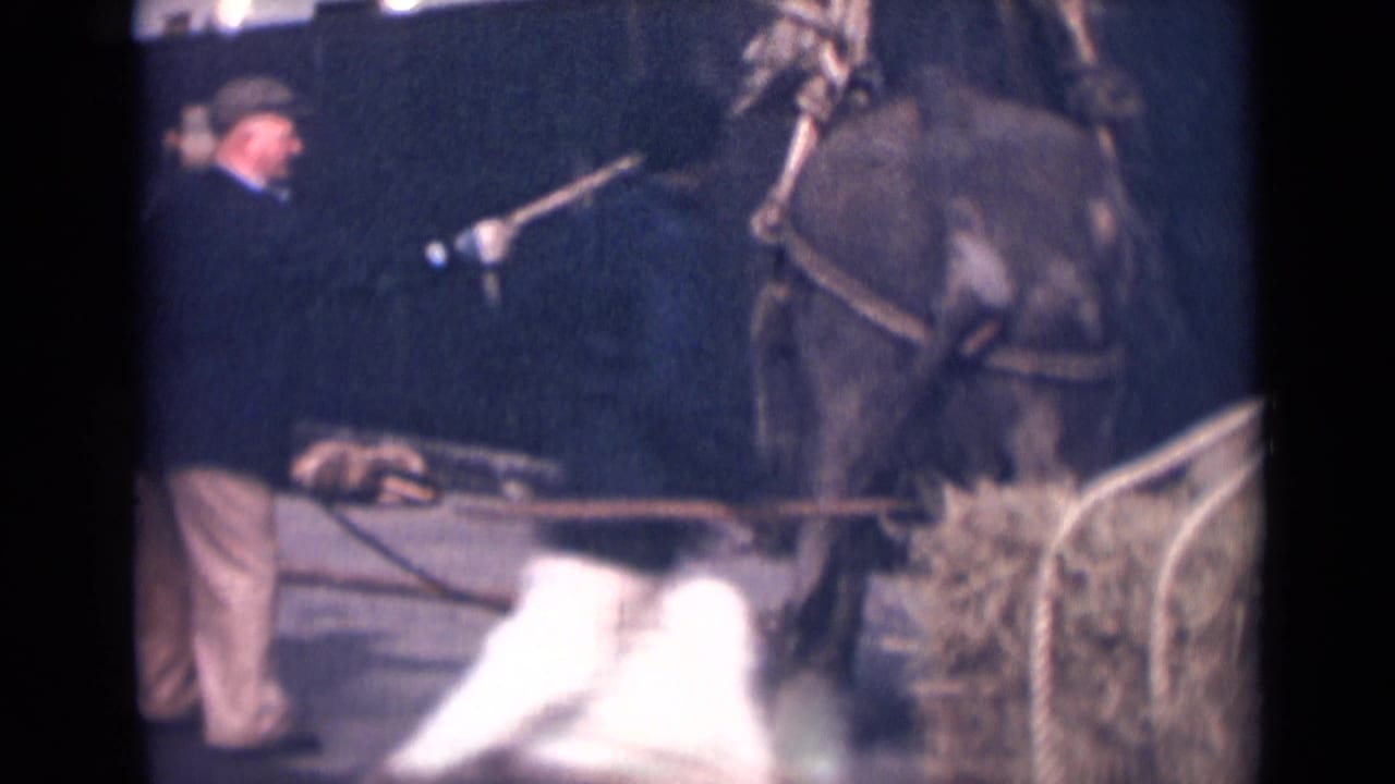 A man in a cap stands close to a roped large animal near dockside equipment, with the ship hull behind them.