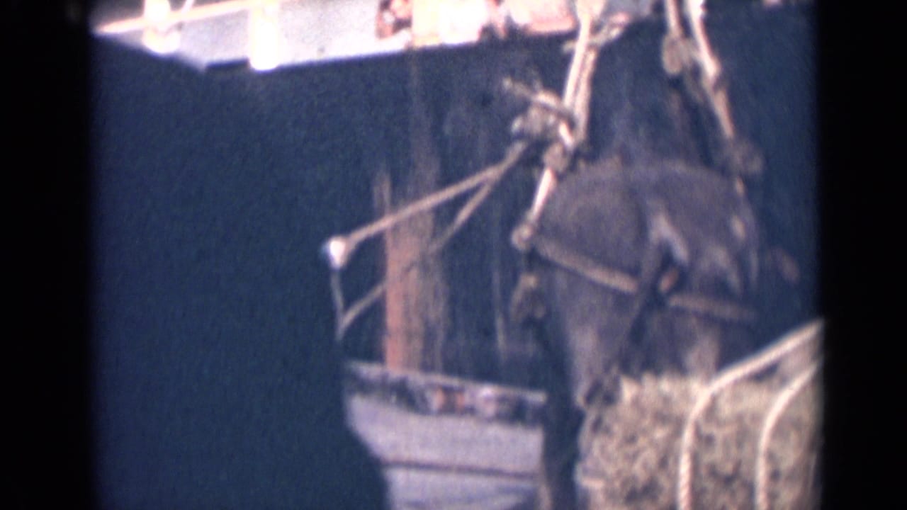 The animal is seen close to the dock with rope lines and rigging visible against the side of the ship.