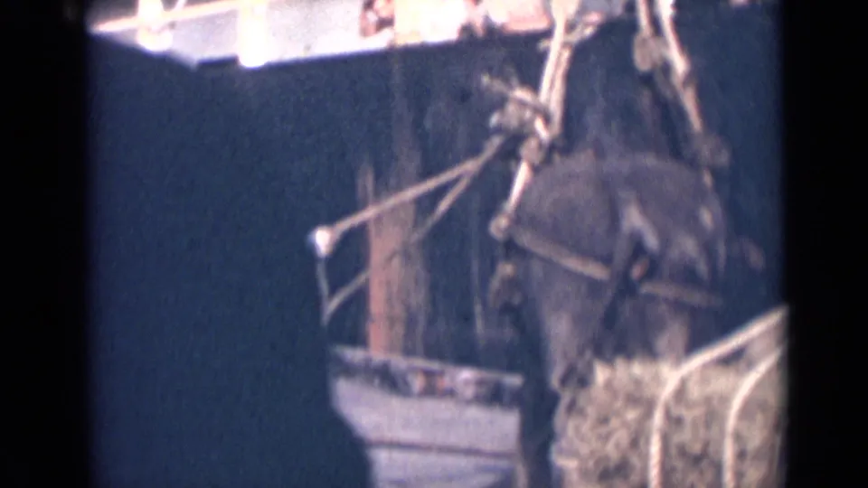 The animal is seen close to the dock with rope lines and rigging visible against the side of the ship.