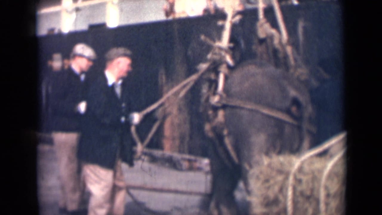Two men stand beside a harnessed horse or cart near bundled material.