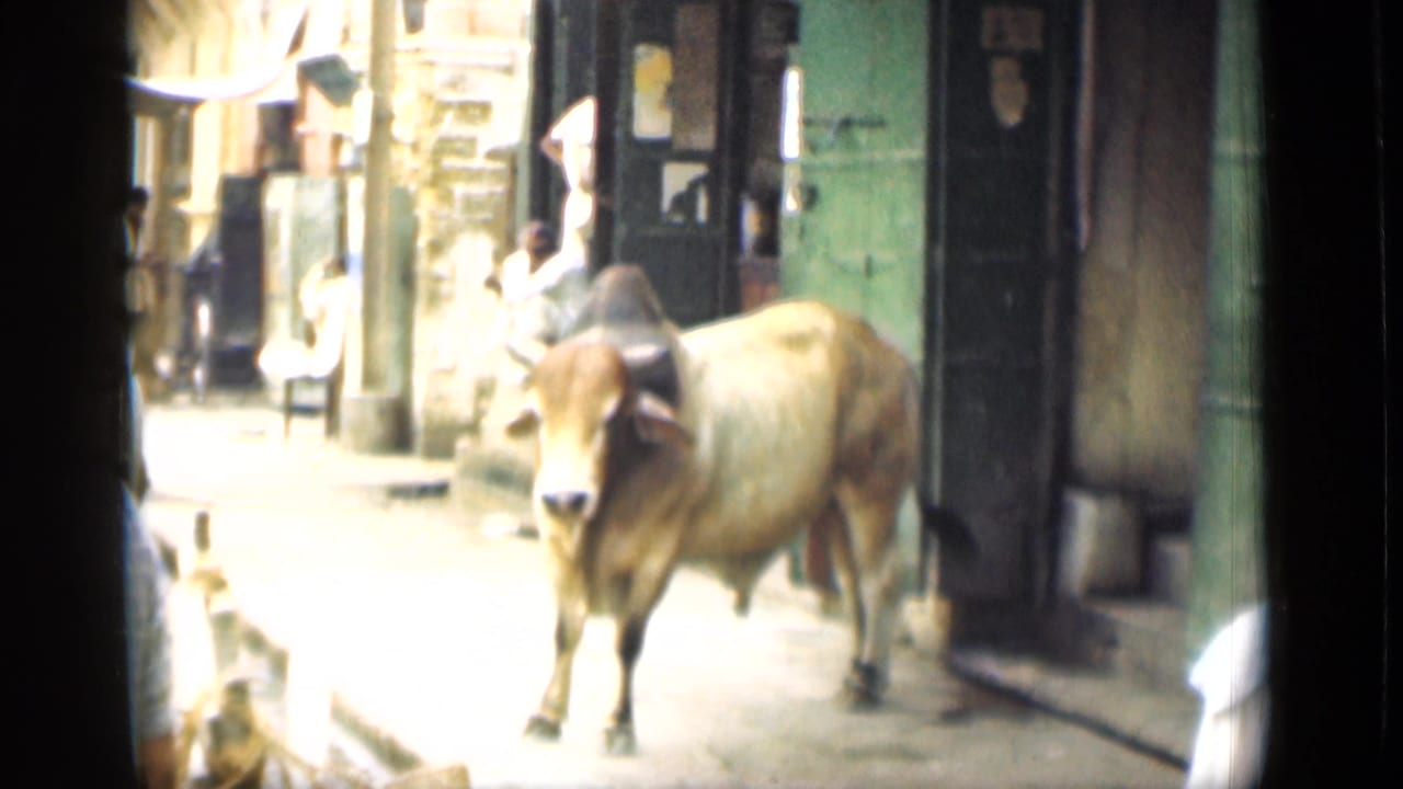 1946 Egyptian street view showing a cow walking through a narrow lane near shopfronts and pedestrians.