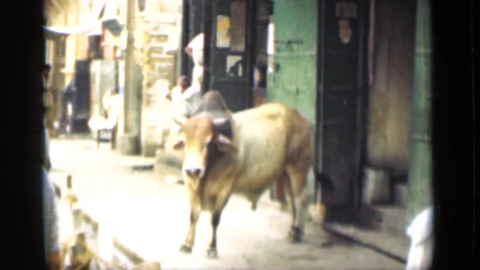 1946 Egyptian street view showing a cow walking through a narrow lane near shopfronts and pedestrians.