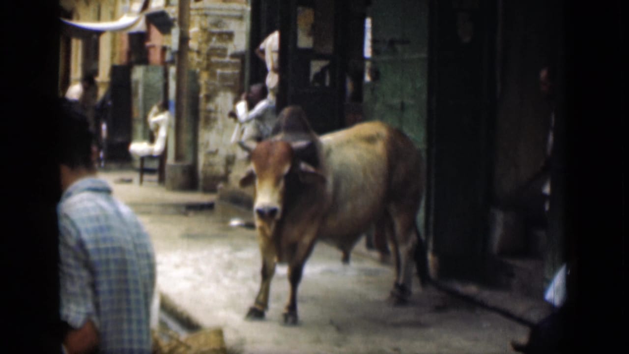 Suez Canal region street scene from 1946 with a cow in the roadway, pedestrians, and shop entrances along the lane.