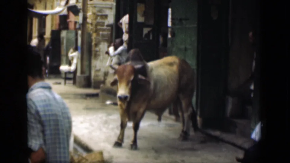 Suez Canal region street scene from 1946 with a cow in the roadway, pedestrians, and shop entrances along the lane.