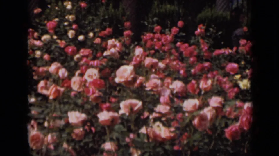 Pink and red roses fill the frame in the same 1947 New York garden sequence, with foliage and hedge behind them.
