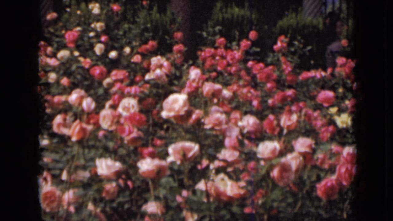 Pink and white roses fill a garden bed in soft-focus 8mm footage.