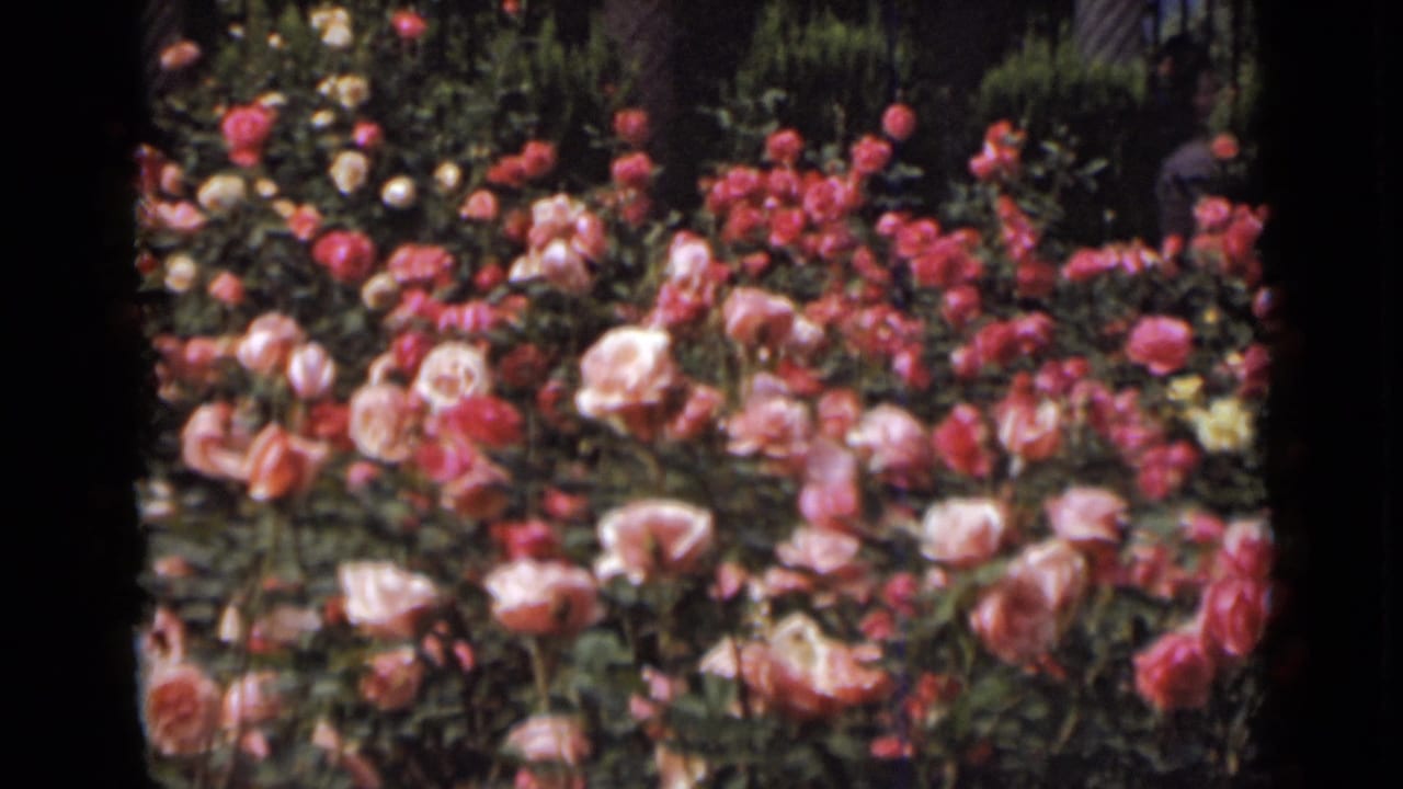 Close view of a rose garden with many pink blossoms and green foliage.