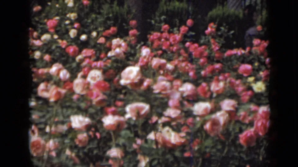 Soft-focus 1947 New York 8mm view of clustered pink and pale roses in a formal garden area.