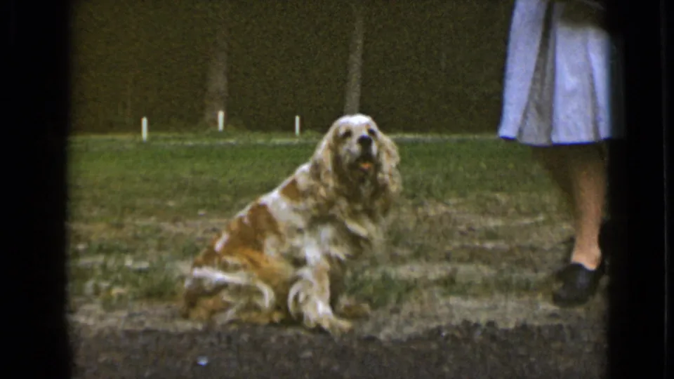 A long-haired Cocker Spaniel sits on the grass beside the woman's legs, with a bench and tree line in the background of the 1947 New York footage.