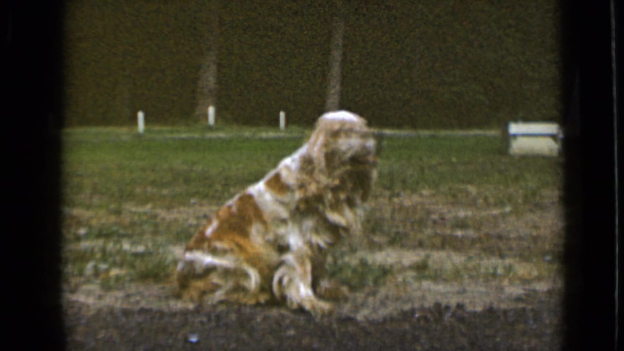White-and-orange cocker spaniel sitting on patchy grass near a dark hedge.