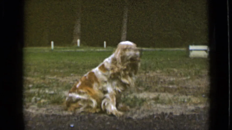 1947 New York home-movie frame of a white-and-orange cocker spaniel seated in a backyard with grass, posts, and hedge behind.