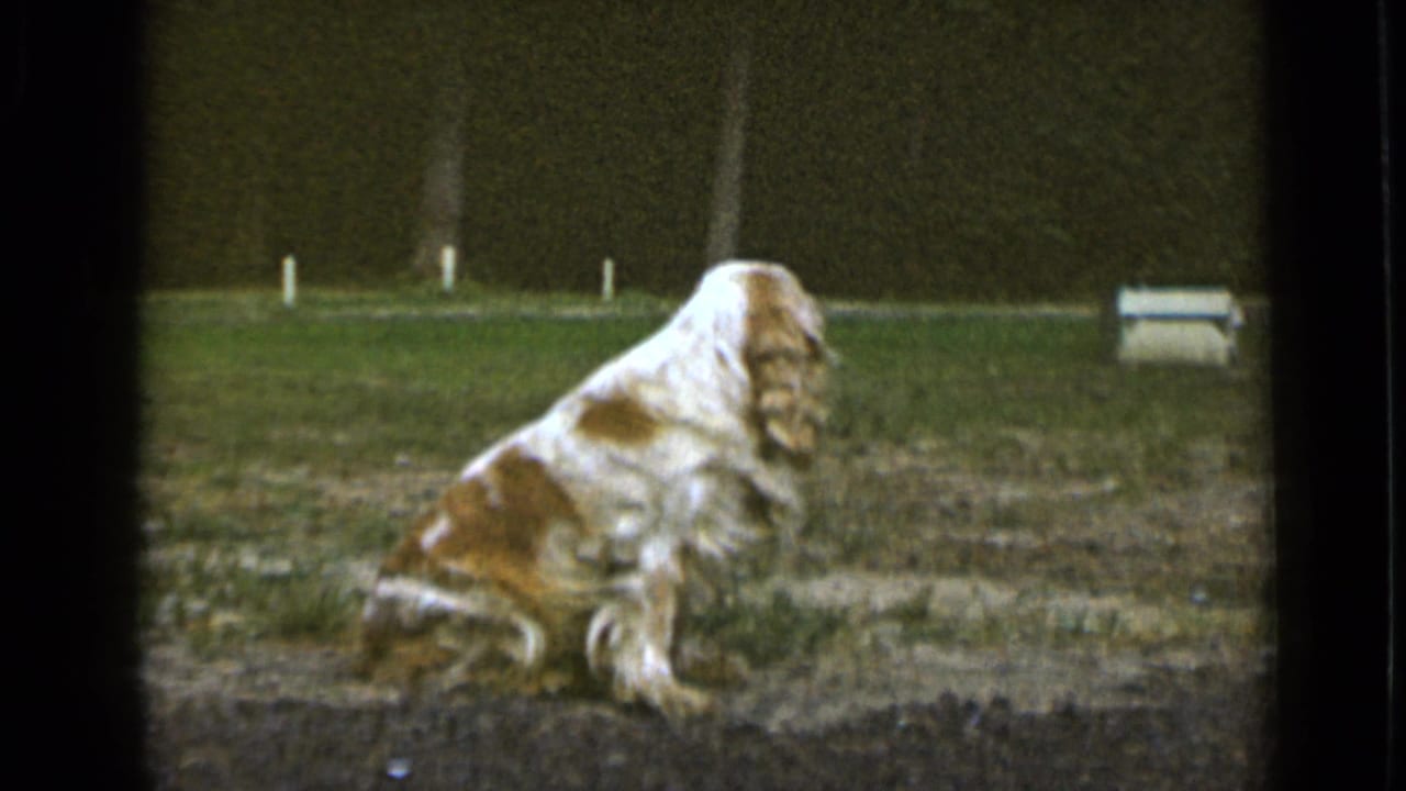 Cocker spaniel turned away while sitting on grass in a backyard.