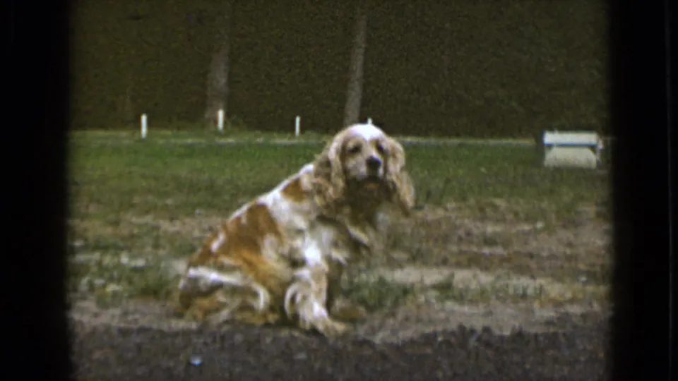 The white-and-orange cocker spaniel looks toward the camera in a 1947 New York backyard, framed by soft 8mm grain.