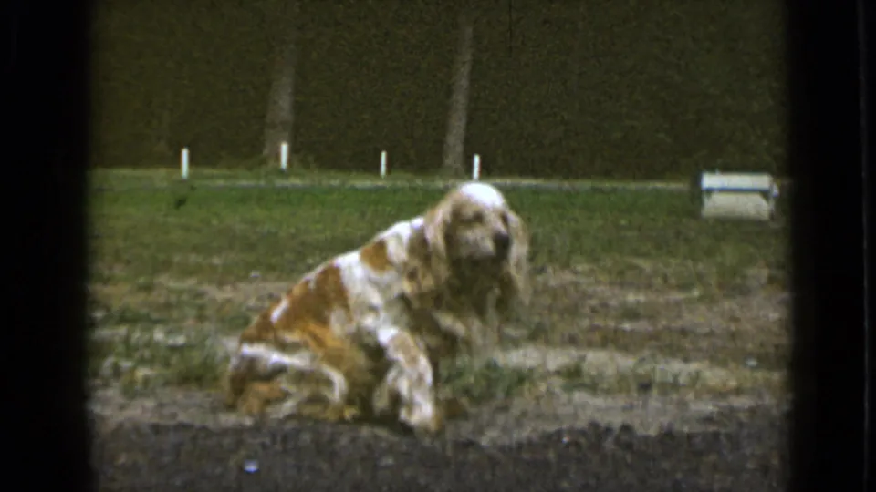 The cocker spaniel remains low in the backyard grass near the end of the short 8mm clip, with hedge and garden elements behind.