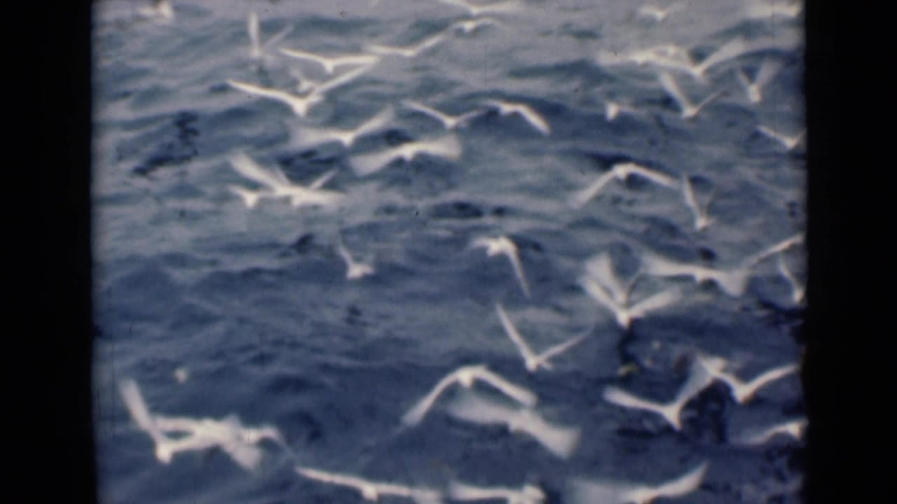 White birds, likely gulls, fly low over deep blue water in archival 8mm maritime footage.