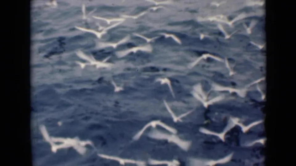 White birds, likely gulls, fly low over deep blue water in archival 8mm maritime footage.