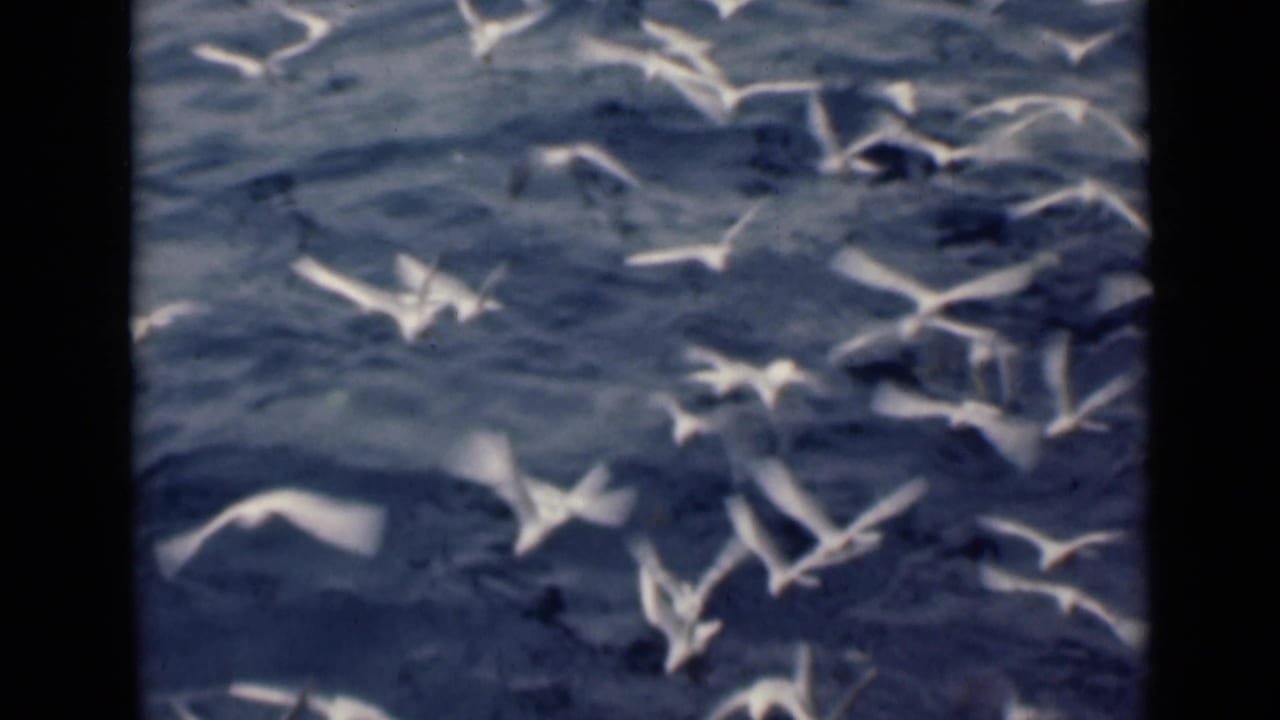 White birds scattered across blue water in flight.