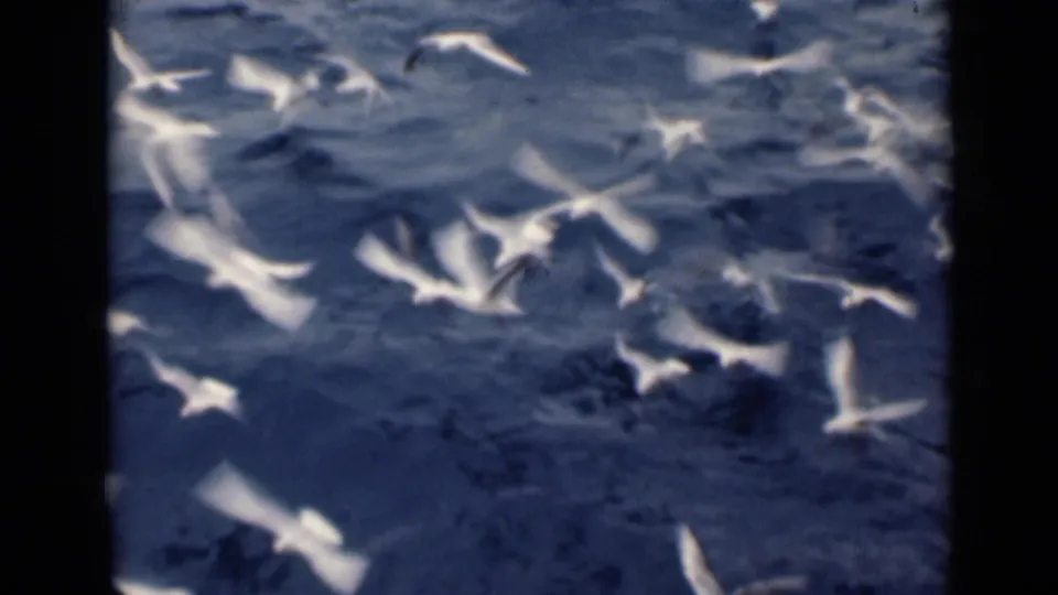 Several white birds skim close to dark, rippling water in a brief 8mm shipboard-looking view.
