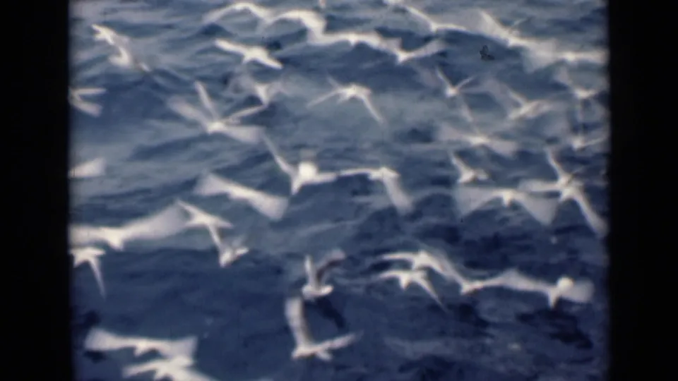 A flock of white birds moves across textured blue water in color 8mm archival footage.