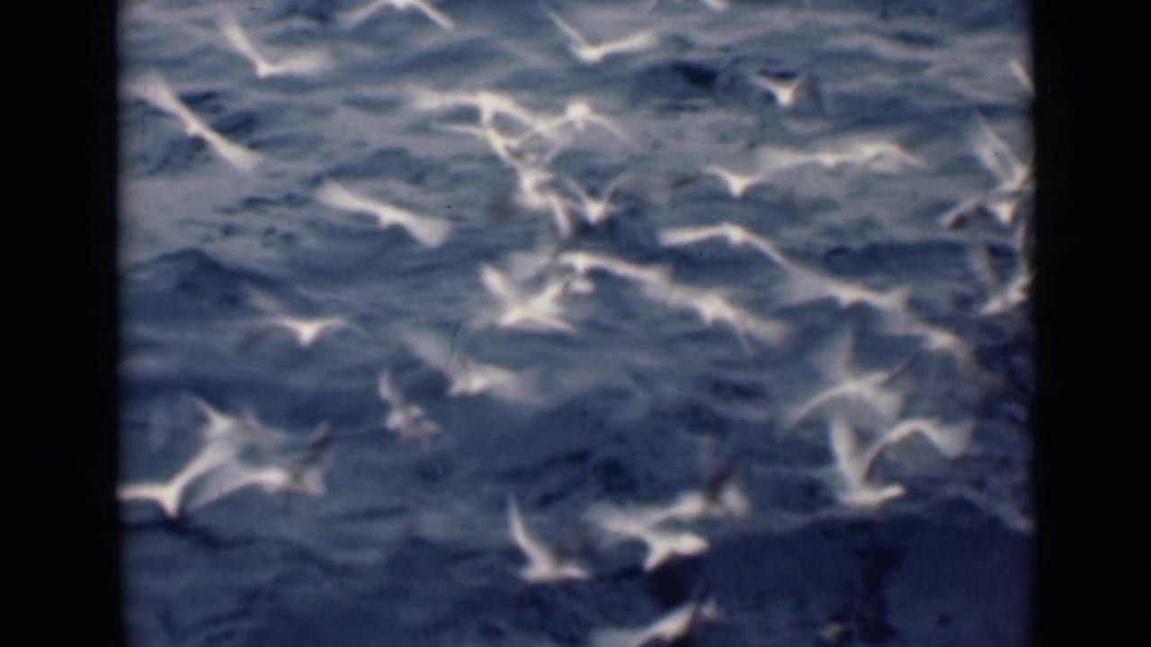 White seabirds circle above choppy Persian Gulf water in archival 1947 8mm home-movie footage.