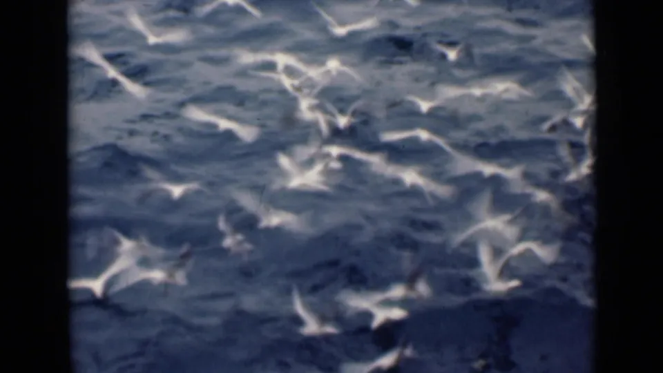 White seabirds circle above choppy Persian Gulf water in archival 1947 8mm home-movie footage.