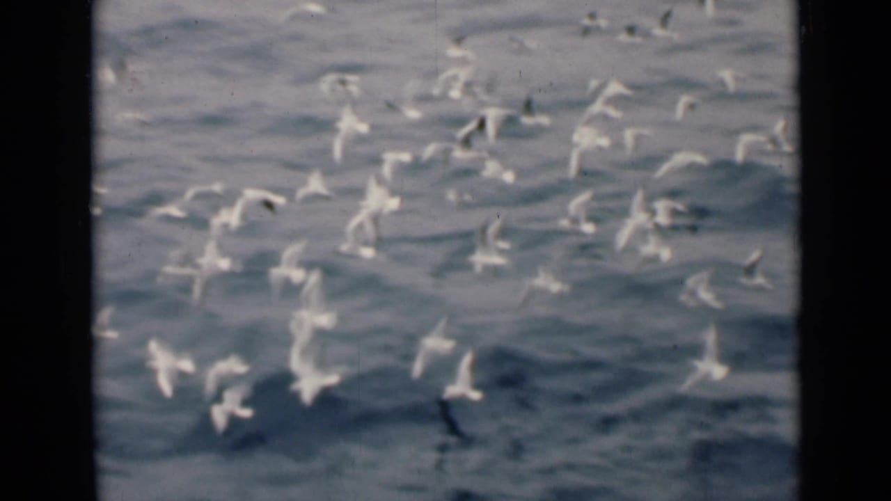 Many white seabirds scatter across blue-green water, some banking in flight.