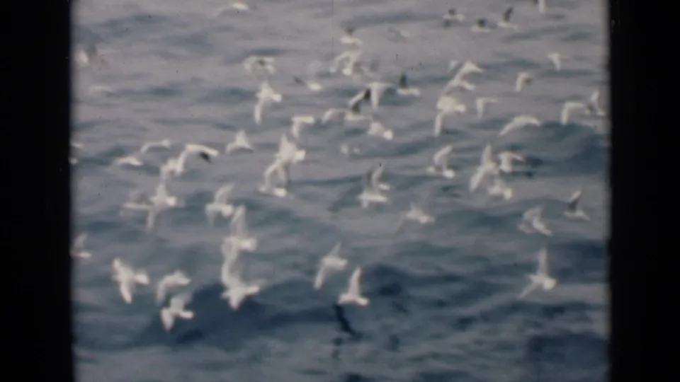 A flock of white seabirds spreads across blue-green Gulf water in soft, grainy 8mm footage.