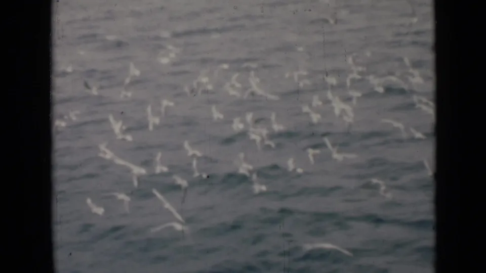 Distant seabirds appear low over gray-green Persian Gulf water in a muted 1947 home-movie frame.