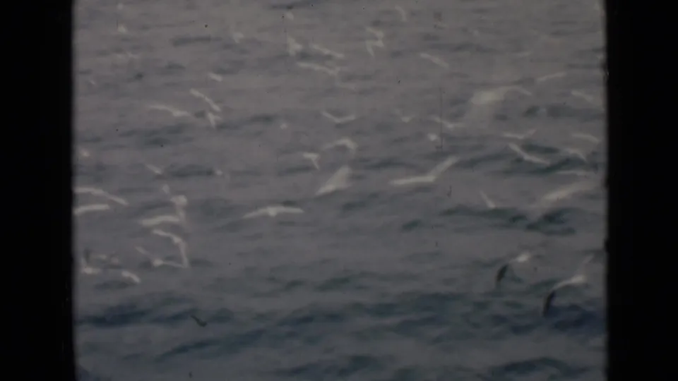 White seabirds cross rippled Gulf water near a dark 8mm frame edge, with soft archival color and grain.