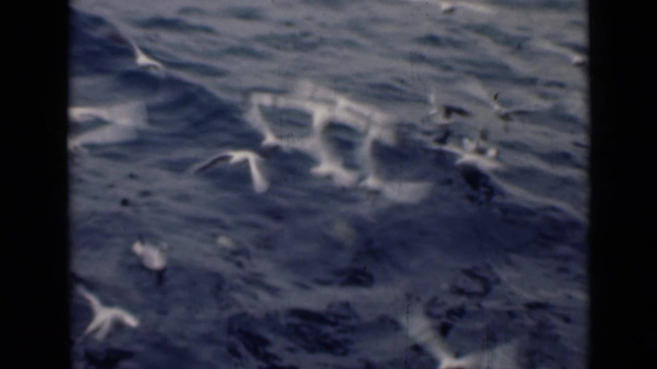 White sea birds flying low over dark rippling water.