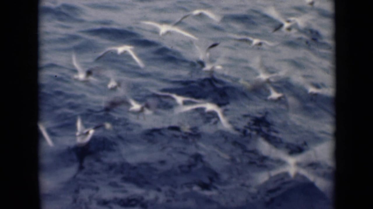 White sea birds gather over textured water, with some birds appearing to land or lift off from the surface.