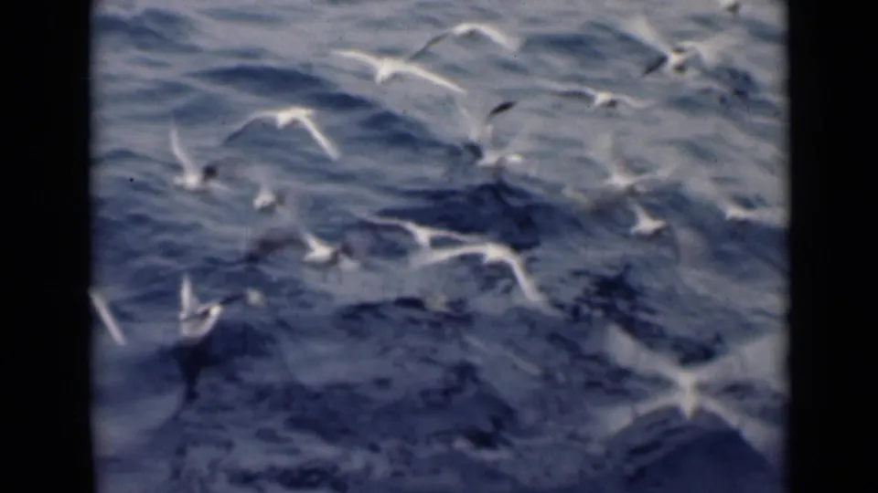 White sea birds gather over textured water, with some birds appearing to land or lift off from the surface.