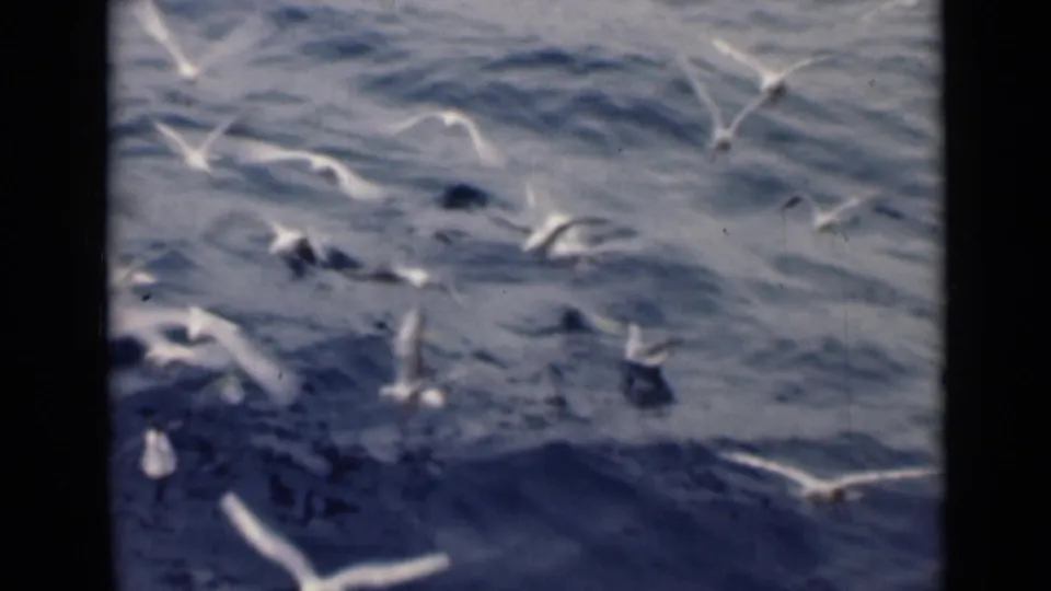 A wider view shows scattered white sea birds above and on the water in a brief home-movie wildlife shot.