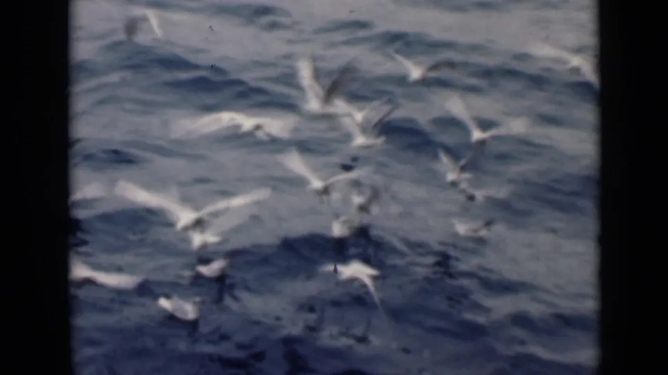 White birds cross the frame close to the water, with the 8mm scan showing grain and dark frame borders.