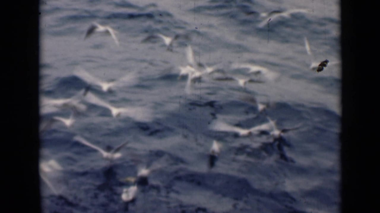 White gulls flying low over blue-gray ocean waves.