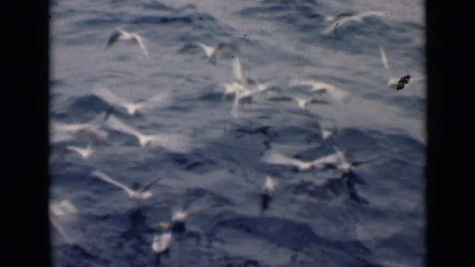 White gulls skim and flap above blue-gray ocean swells in archival 8mm footage identified as Persian Gulf, 1947.