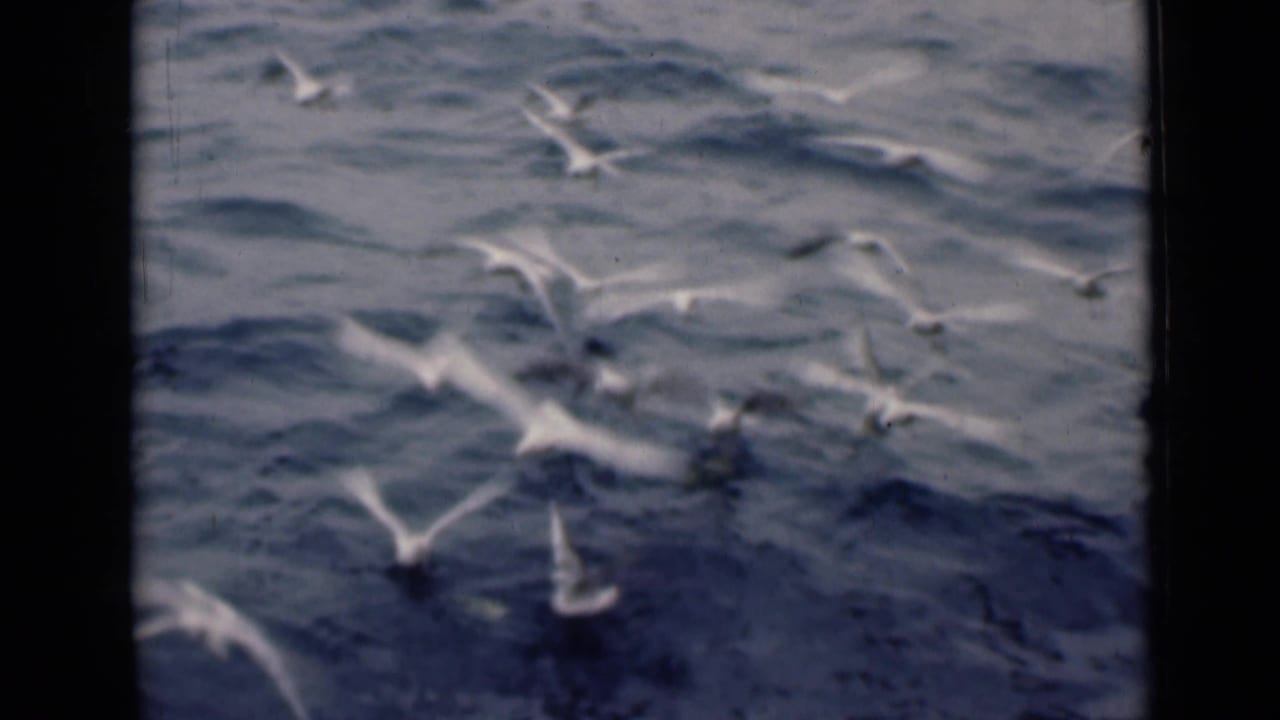 Several gulls flying and landing over calm ocean water.