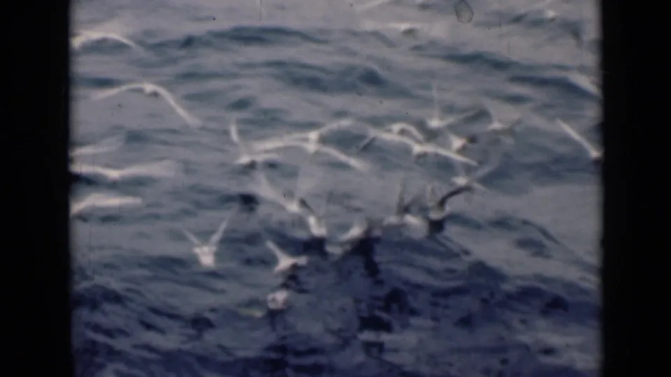 White gulls gather and flap near the surface of rippling water in archival 8mm footage identified as Persian Gulf, 1947.