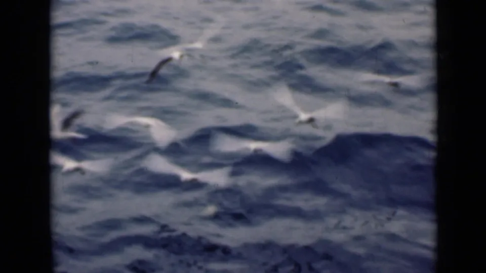 White gulls pass low over rolling blue-gray swells in vintage 8mm footage identified as the Persian Gulf in 1947.