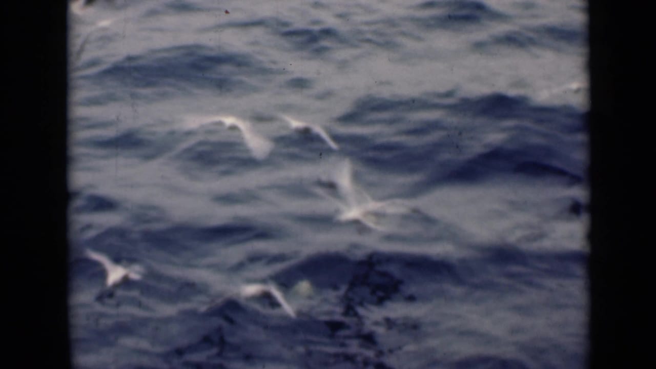 White seabirds fly low over choppy dark water within dark 8mm film borders.