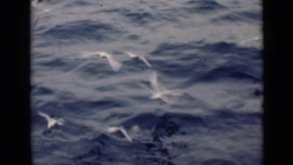 1947 8mm frame of white seabirds skimming above choppy Persian Gulf water, with soft focus and dark film edges.