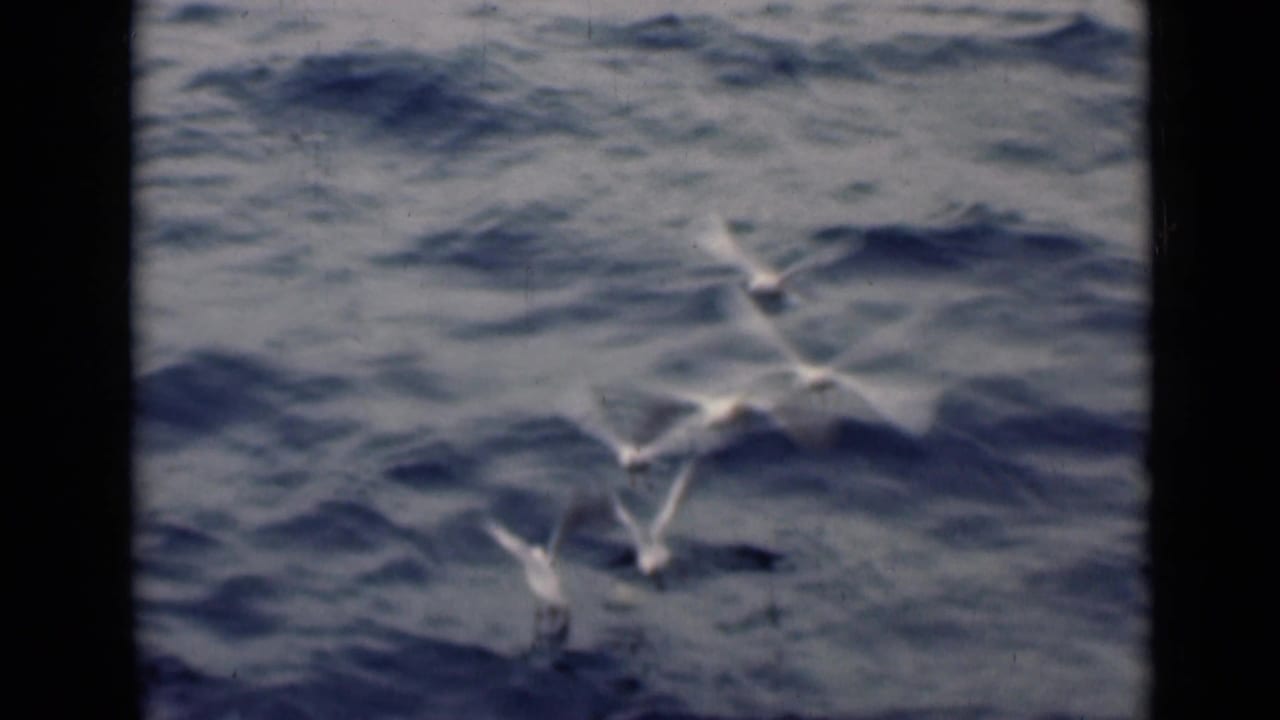 Several white seabirds glide and dip above textured blue water.