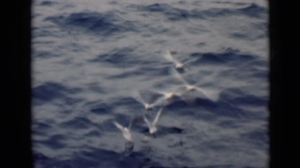White seabirds appear to feed or skim just above the choppy Persian Gulf surface in a soft 8mm frame.