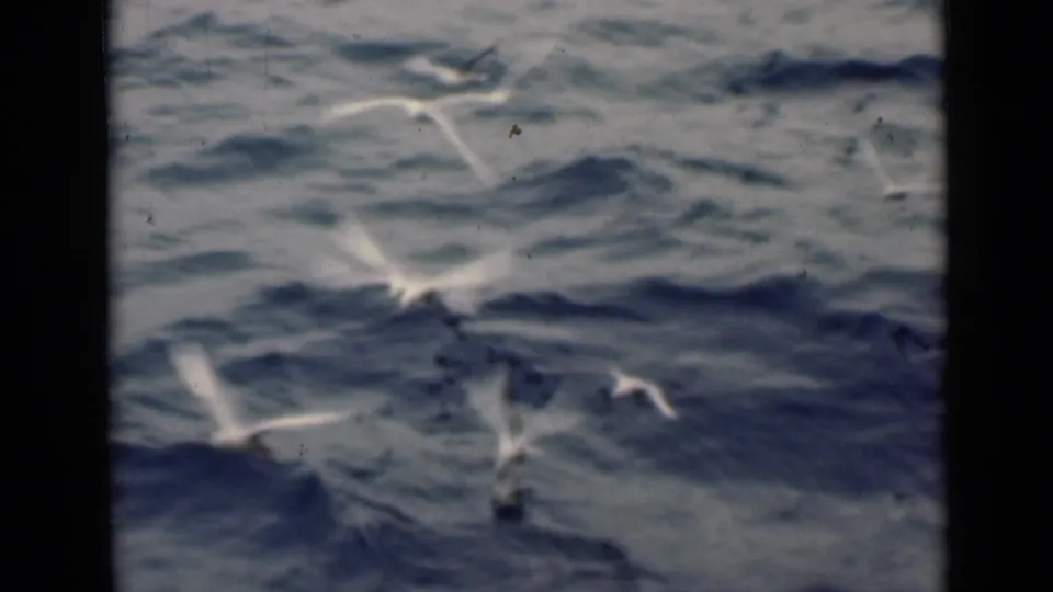 A small group of white seabirds crosses the frame over choppy Gulf water, recorded with grainy 8mm home-movie texture.